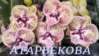 №1144/ МОРЕ свежих ОРХИДЕЙ в с/ц на АТАРБЕКОВА