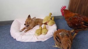 Петух и курица в шоке от того, как собака заботится об утятах - 2025 год