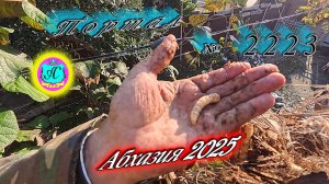 #Абхазия2025🌴 22.11.25г.🔥 Выпуск № 2223❗вчера +21°🌡ночью +10°🌡море +16,5°🐬