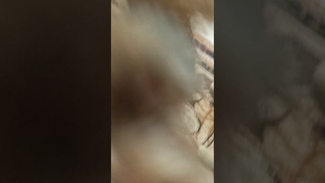 бежим с Лютиком - 2 часть смотреть онлайн