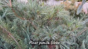 Pinus pumila Globe