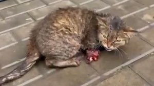 Пожалуйста, откройте капот прежде чем заводить машину!!!!