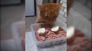 #смешныевидео -264