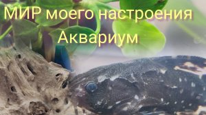 21.11.25 Аквариум,часть 1.Поездка в аквариумный магазин.