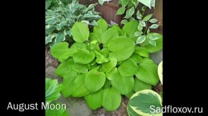 Самые популярные хосты в России