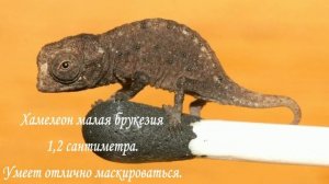 САМЫЕ МАЛЕНЬКИЕ