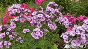 Флокс Swirly Burly (Свирли Бирли), в моем саду