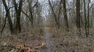 Осень роща Подгоровка