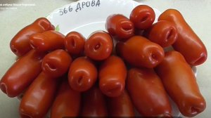 Ох, уж эти "ДРОВА"! Продолжаем обсуждение. Советы зрителей помогут вам при выборе томатов.