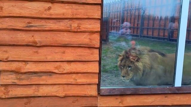 Радость Шерханчика_общение с детками из Санкт-Петербурга