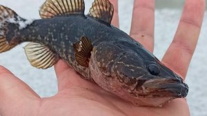 Ловля Ротана в зимний период