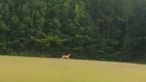 Снято Случайно, Но Взорвало Интернет! Удивительные Моменты с Животными!