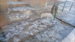 Белка и Стрелка ходят по пустому бассейну и удивляются куда же исчезла водичка 19.11.2025