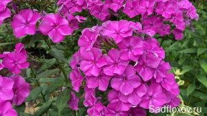 Флокс Барышня моей селекции