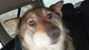 пошли в лес с ночёвкой 1часть