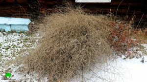 Сказовские свиристели.