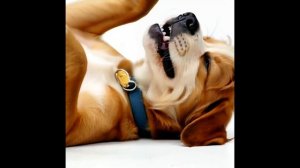 Смех собаки и весёлые блохи