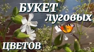 Букет полевых цветов. Подмаренник. Мыльнянка. Лекарственные растения.