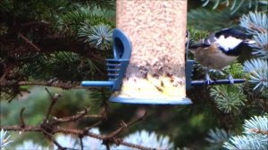 Масковка. ноябрь.25г.