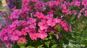 Крупноцветковый флокс Златовласка, моей селекции