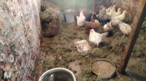 Деревенская жизнь. Переселение КУР.