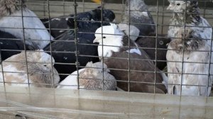 г.Красный Луч.22.11.25 г.