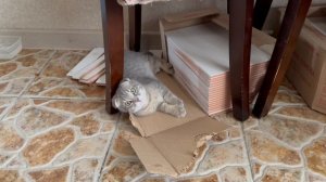 КОШАНЯ МАСЬМЕЛЛА НАША ЛЮБИМИЦА