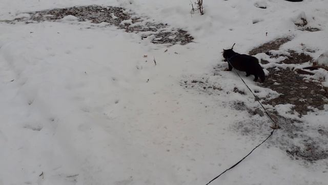 Гуляем с котиком.