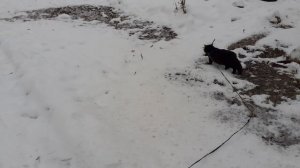 Гуляем с котиком.