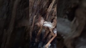 Тестовый выход.mp4