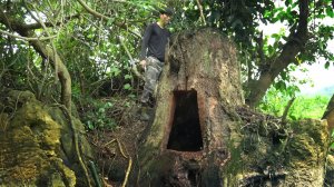 Строю секретное убежище глубоко внутри большого дерева с печкой. Ужин на природе. Бушкрафт