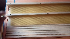 2 Трутневое молочко вощина