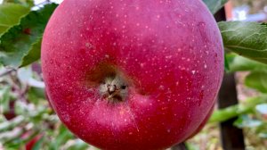 Октябрь 2025 (Рубинстар, Ред Джонапринц, Голд Пинк, Джеромин, Скарлет Спур)