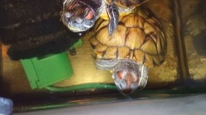 Красноухие черепахи 🐢 утро 23-11-2025. Умная колонка Маруся рассказывает анекдоты 📖