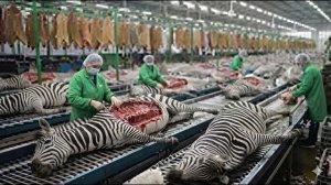 ПОЛНЫЙ ПРОЦЕСС  Внутри фабрики по производству кожи зебры – изделия из кожи зебры на миллионы