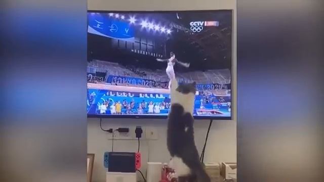 ПРИКОЛЫ С ЖИВОТНЫМИ ДО СЛЕЗ №2 #Смешные животные #Юмор #Приколы с животными смотреть онлайн