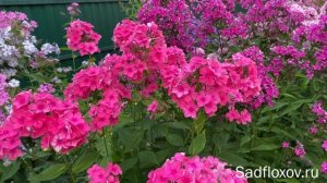 Мелкоцветковый флокс Малиновый Перезвон, селекции Д. Зверева