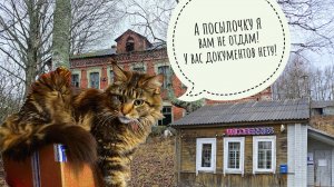 Олени! Распаковка посылки и заброшенной сельской школы в соседней деревне. Кошка Морошка помогает!