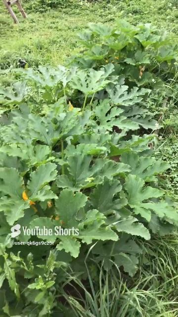 Ленобласть. Хвойное. 15.07.2024. Цветущие кабачки, на даче.