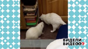 Кот Тиша и нутрия Шушуна. Видели видео? Фрагмент выпуска от 23.11.2025