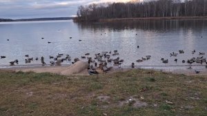 Зимние утки и не только...