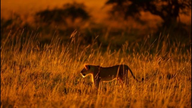 🦁🌍 львенок в африке: тайная жизнь