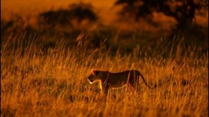 🦁🌍 львенок в африке: тайная жизнь