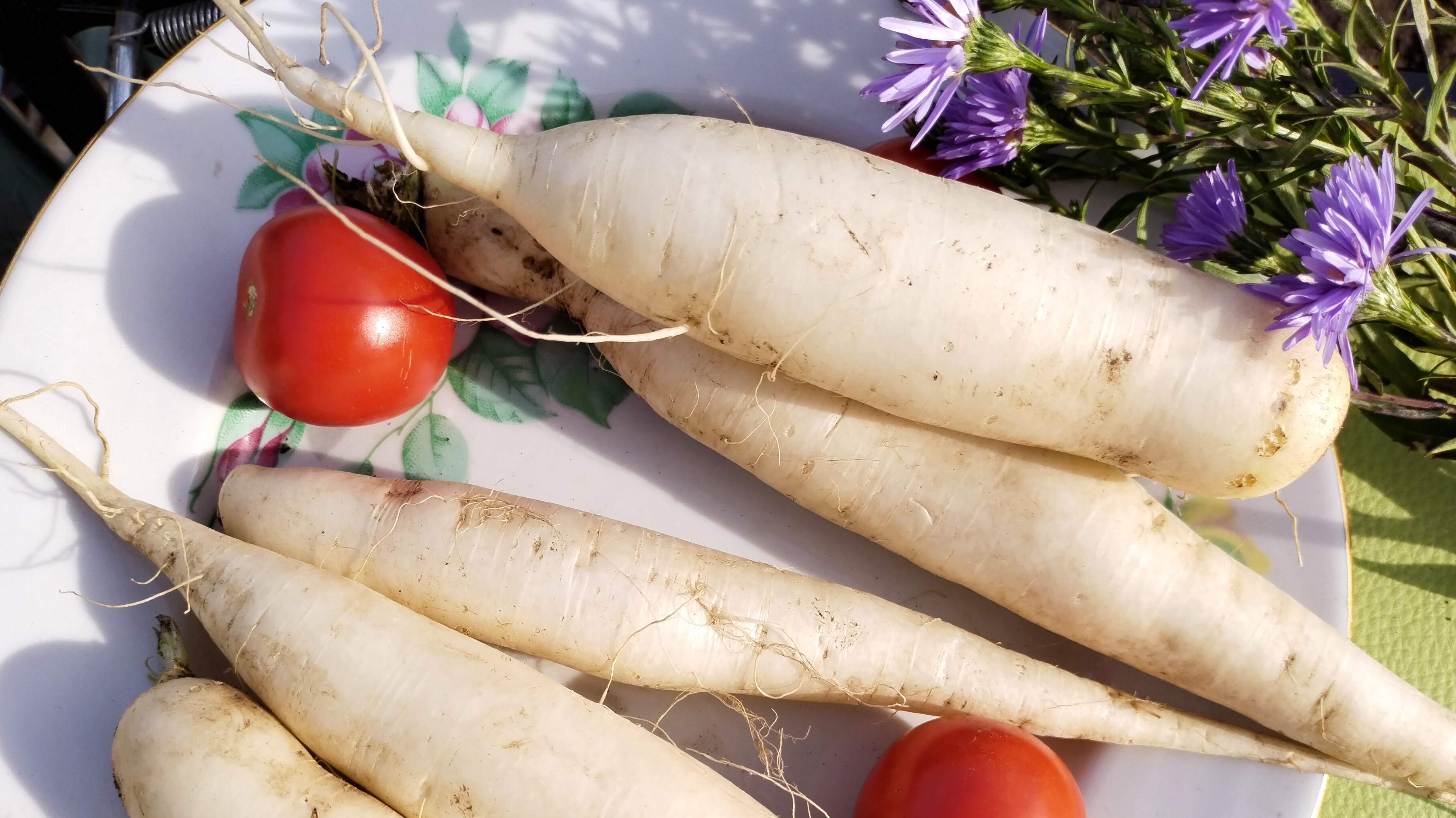 Дайкон - японская редька выращиваю на даче