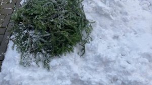 Лапник для укрытия.