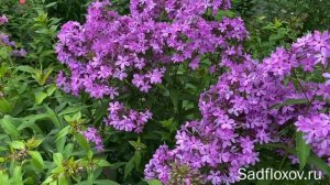 Озорной флокс Летний Дождик, селекции Т.П. Шаповал