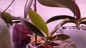 Обзор цветов на верхней полке