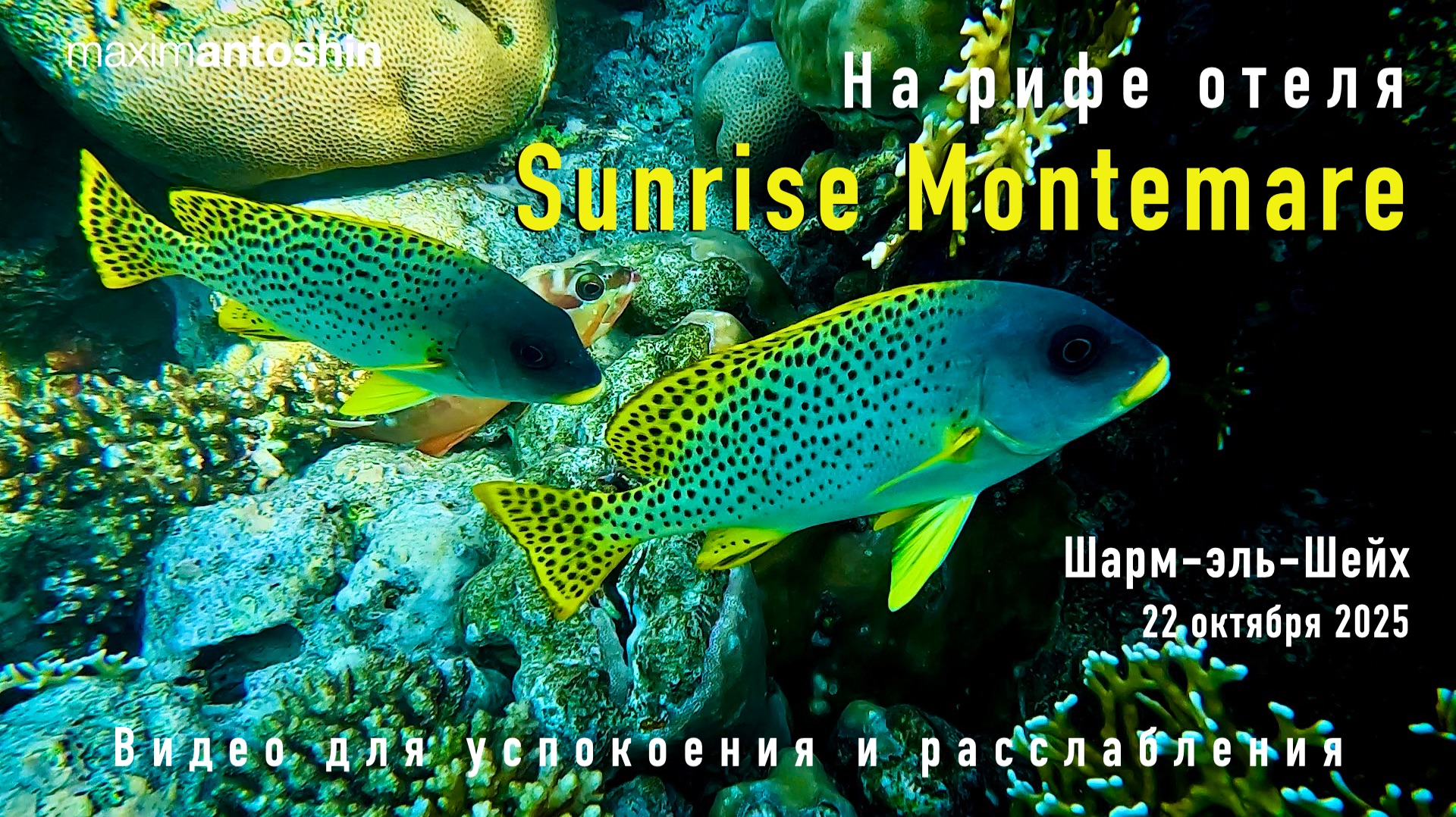 Риф отеля Sunrise Montemare. Шарм-эль-Шейх. 22 октября 2025 смотреть онлайн