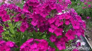 Флокс Рыцарь Мечты селекции Г.А. Морозовой