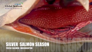 Филе свежего серебристого лосося с икрой внутри | Подготовка домашней красной икры (Икура)